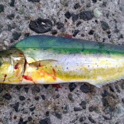 今日もペンペン祭り