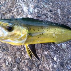 ダイソージグで青物