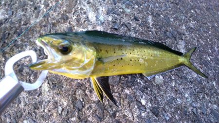 ダイソージグで青物