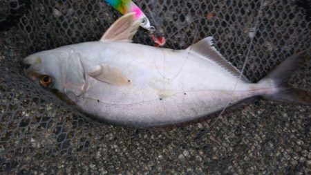 ショアジギ3目釣り