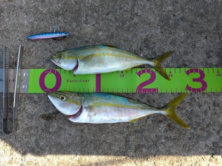 灘浜　青物調査