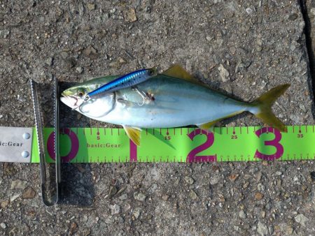 ぷりぷりツバス