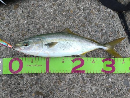 明石海峡　青物調査