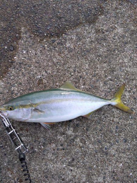 沖堤防　ハマチとツバス　爆