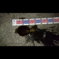 久しぶりの釣行