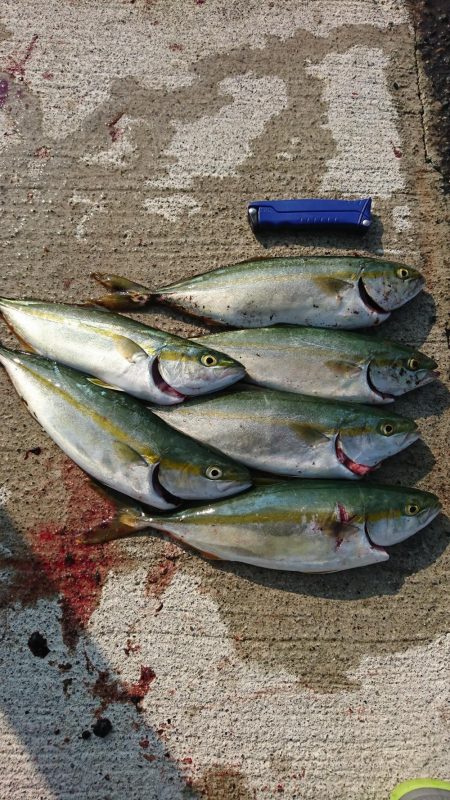 朝マズメ  ライトショアジギング