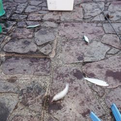 台風後のヒラメ