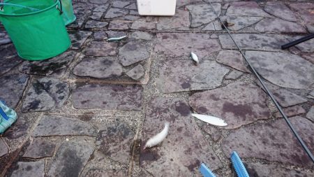 台風後のヒラメ