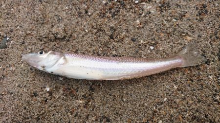 キス復活の兆し