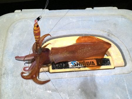 明石のケンサキイカ、今年はアカンっぽい(^…