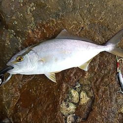 小っちゃい青物～アオリイカ