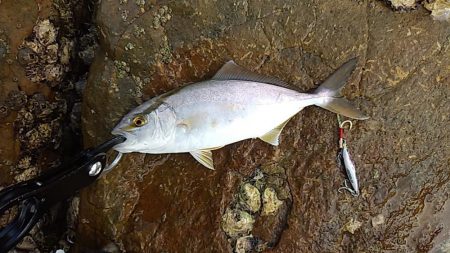 小っちゃい青物～アオリイカ