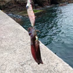 秋イカスタート！