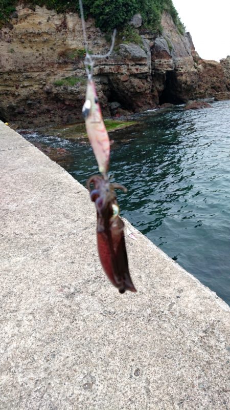 秋イカスタート！