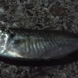 スリーフォーの豆針