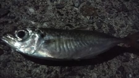 スリーフォーの豆針