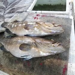 大物釣果速報！●光義丸：平戸市早福港