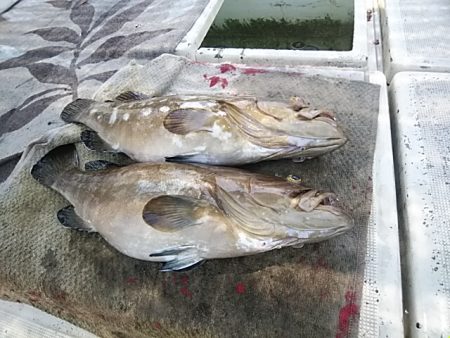 大物釣果速報！●光義丸：平戸市早福港