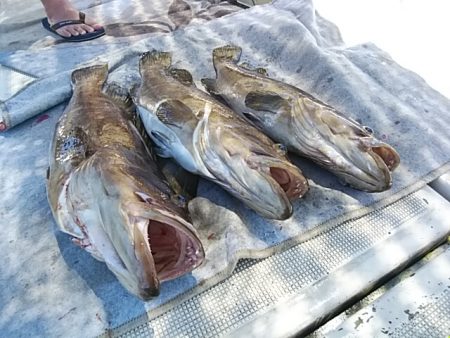 大物釣果速報！●光義丸：平戸市早福港