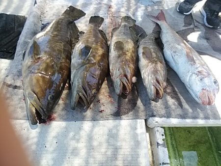 大物釣果速報！●光義丸：平戸市早福港