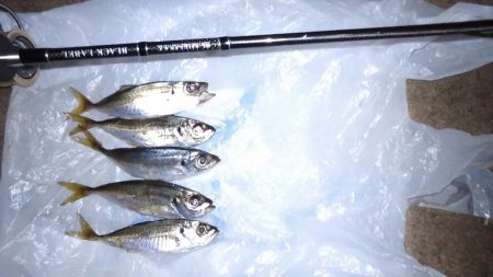 アジングでアジを連発したかったのですが．．…