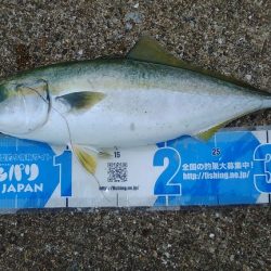 昼から雨予報なので午前中の釣り