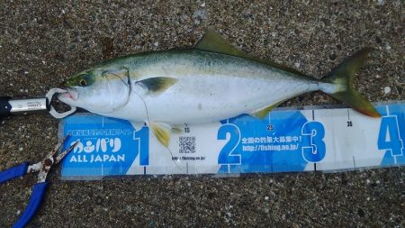 昼から雨予報なので午前中の釣り