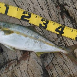 サイズは小さいです。