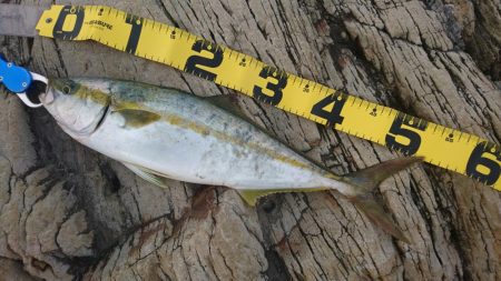 サイズは小さいです。