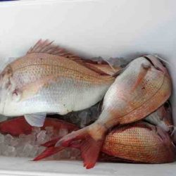 遊漁船 セトマリン 釣果