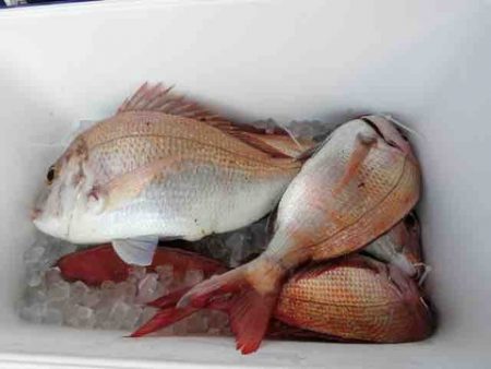 遊漁船 セトマリン 釣果