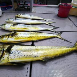 牛若丸 釣果
