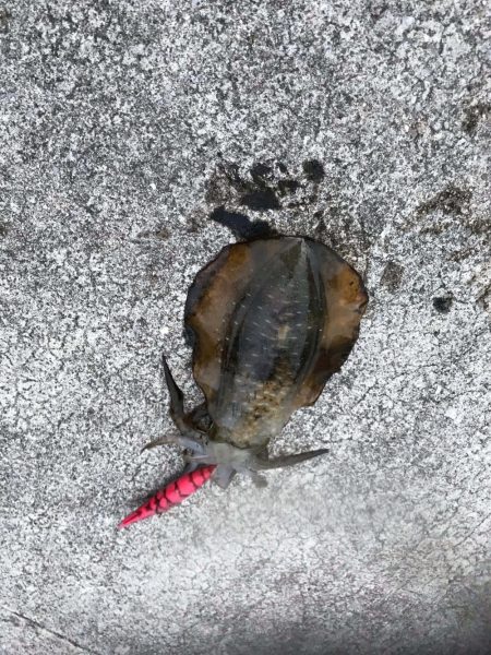 愛媛県愛南町でエギング、夏イカゲット