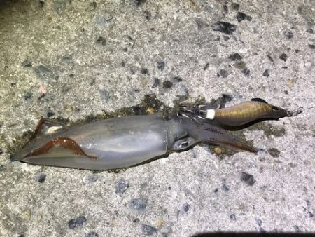 今期初ケンサキ