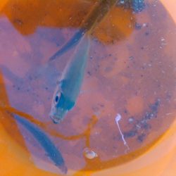 浜名湖　アジングゲーム