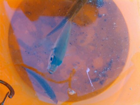 浜名湖　アジングゲーム