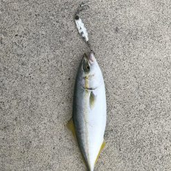 タチウオ食いたい