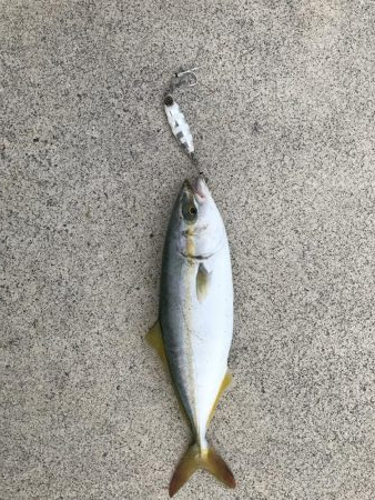 タチウオ食いたい