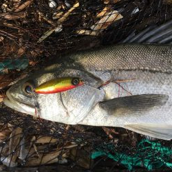 米代川河口シーバス