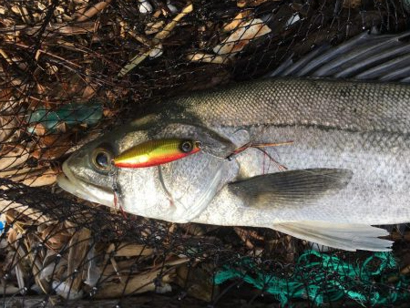 米代川河口シーバス