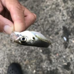 青物いるが釣れず、アジばかり