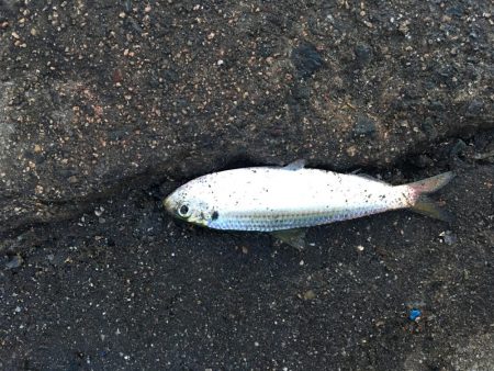 アジ サバ 少し大きくなりました(^^)