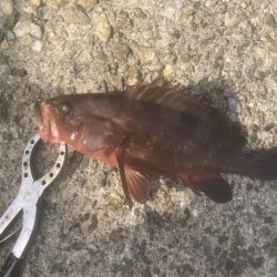 サゴシ・アコウ・チヌ