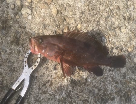 サゴシ・アコウ・チヌ