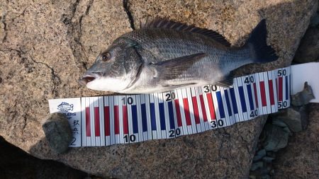 水面炸裂！！チヌトップ