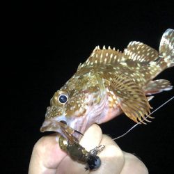 カサゴとタコは裏切らない