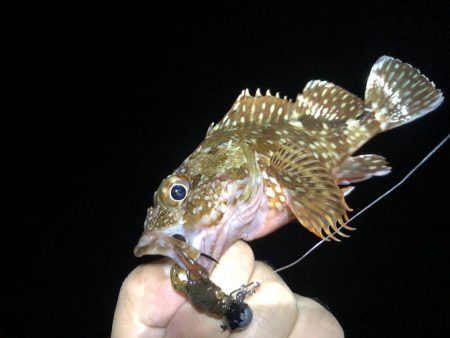 カサゴとタコは裏切らない