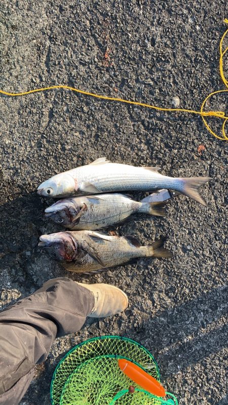 ツバスの成長はいかに！？