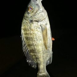 いつもの場所で5種目