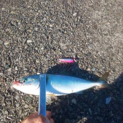 新ロッド粘り勝ち